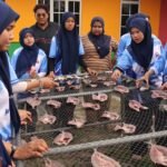 Mahasiswa mempelajari cara dan teknik yang betul bagi membuat ikan bekok menggunakan ikan cencaru